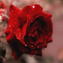 Stampa Botanica Petali di Rosa