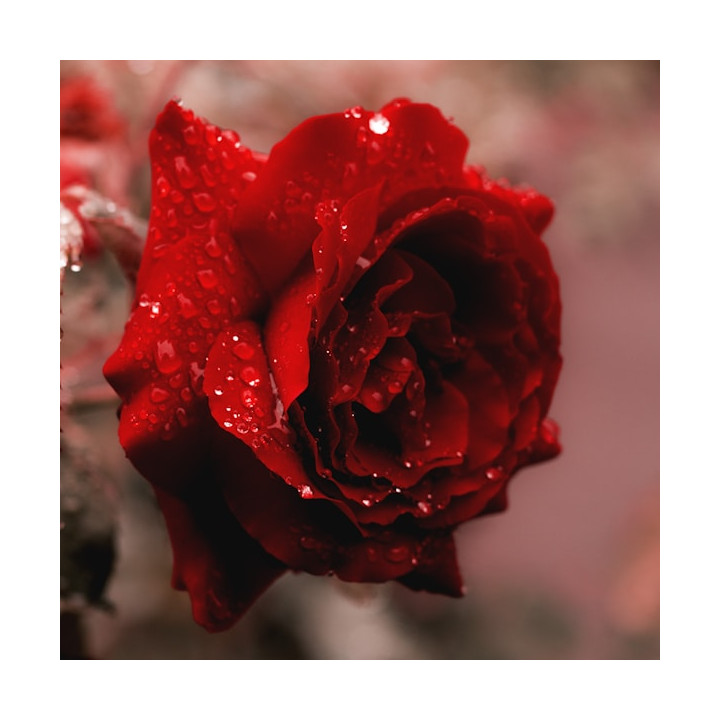 Stampa Botanica Petali di Rosa