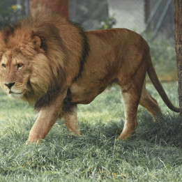 Quadro Maestoso Leone Spirit