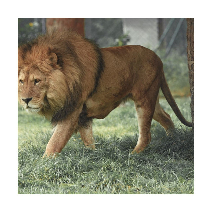 Quadro Maestoso Leone Spirit