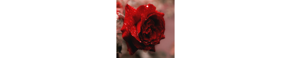 Floreali