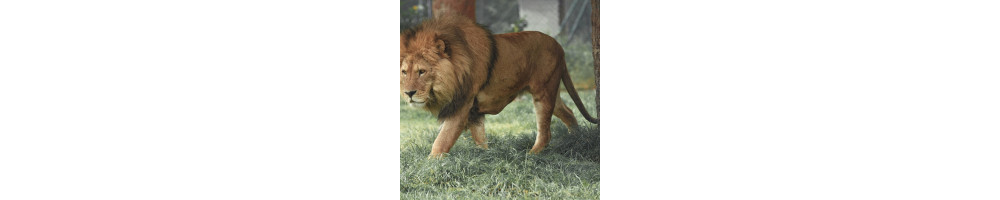 Animali