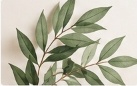 Quadri botanici